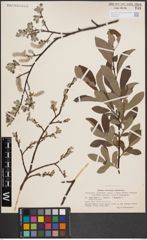 Foto von Salix aurita L. x Salix cinerea L. x Salix lapponum L.